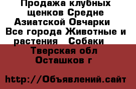 Продажа клубных щенков Средне Азиатской Овчарки - Все города Животные и растения » Собаки   . Тверская обл.,Осташков г.
